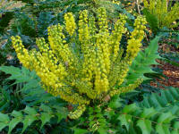 Mahonia media 'Lional Fortescue'